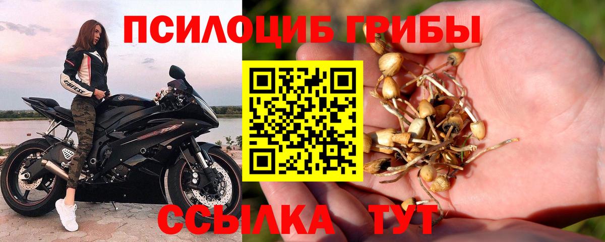 Сальск  Псилоцибиновые грибы прущие грибы  Вход с VPN 